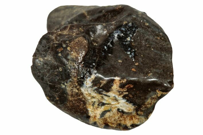 Fossil Dinosaur (Triceratops) Tooth - Partially Rooted #339859